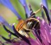 Osmia signata